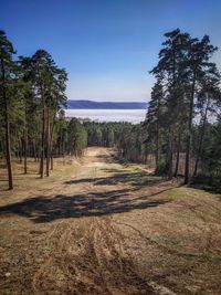 Scenic view of trees in forest against sky