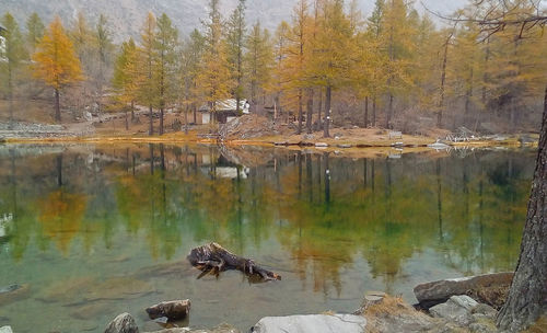 View of ducks in lake