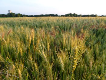 Close-up of wheat field against clear sky