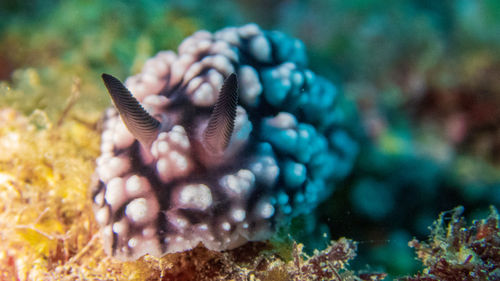 Close-up of fish underwater