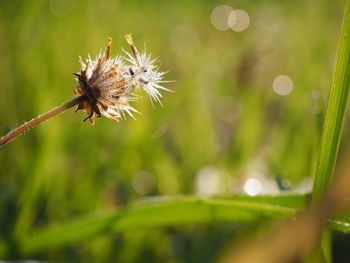 Close-up of insect on flower