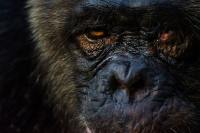 Close-up portrait of monkey