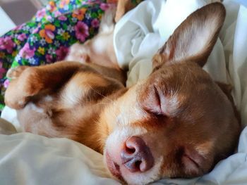 Close-up of dog sleeping on bed