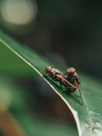 Close-up of insect on leaf