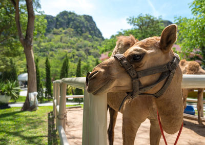 Close-up of giraffe against trees