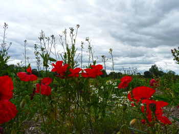 Close-up of red poppy flowers in field against sky