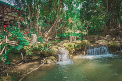 Scenic view of waterfall in forest