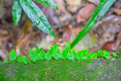 Close-up of fresh green plant in field