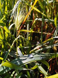 Close-up of insect on plant