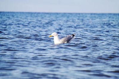 Seagull swimming on sea