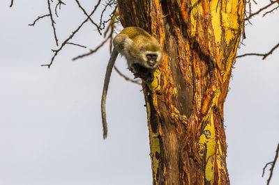 Low angle view of monkey on tree against sky