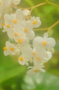 Close-up of white flowers