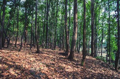 Trees in forest