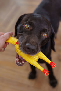 Labrador