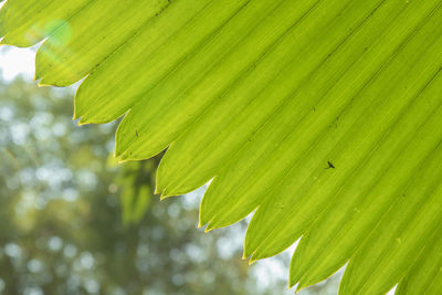 Close-up of green leaves on plant