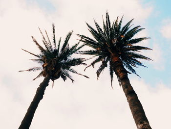 Low angle view of palm tree against sky