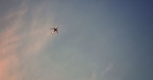 Low angle view of bird flying in sky