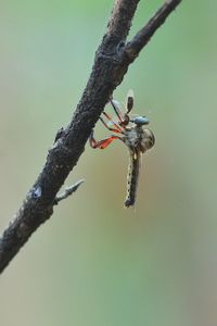 Close-up of insect on plant