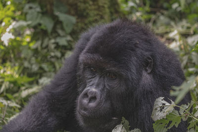 Close-up portrait of a gorilla 