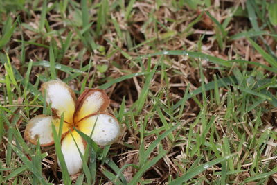 High angle view of white flowering plants on field