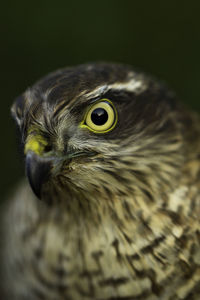 Close-up of bird