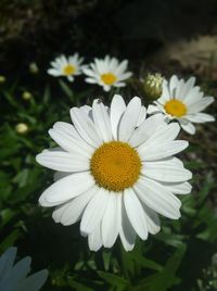 Close-up of white daisy flowers