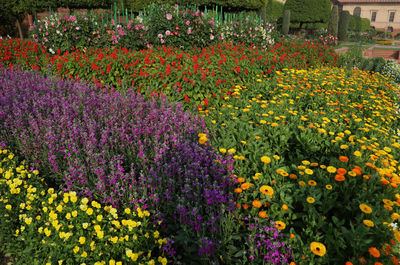 View of flowering plants in garden
