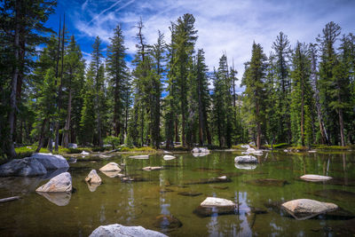 Scenic view of lake in forest against sky