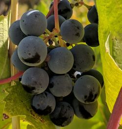 Close-up of fruits in water