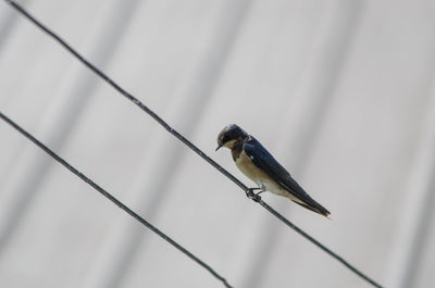 Side view of a bird on cable against blurred background