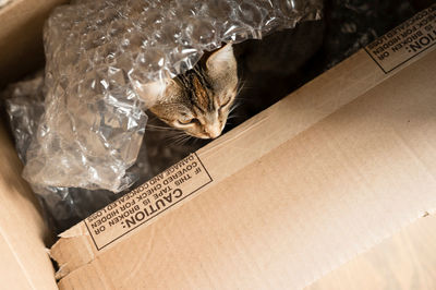 High angle view of cat in box