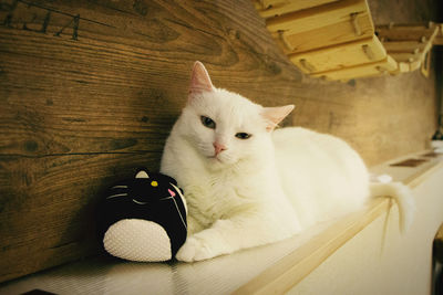 Portrait of a cat sitting on wood