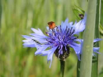 Close-up of insect on purple flower