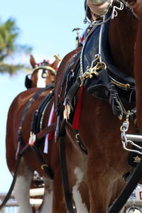 Close-up of horse against sky