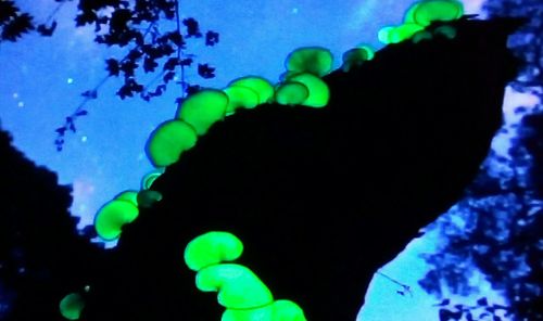 Low angle view of illuminated plants against blue sky