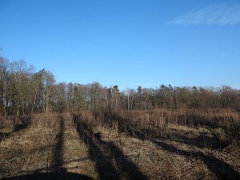 Scenic view of field against clear blue sky