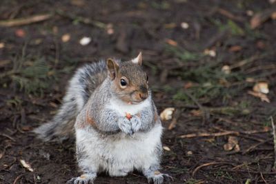 Close-up portrait of squirrel