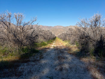 Dirt road amidst trees on field against clear blue sky