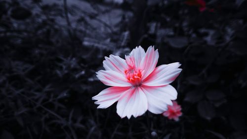 Close-up of pink flower