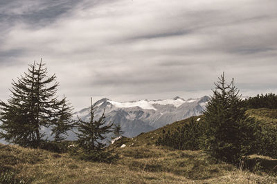 Pine trees on snowcapped mountains against sky