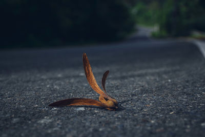 Close-up of lizard on road