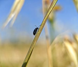 Close-up of insect on plant