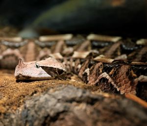 Puff adder on field