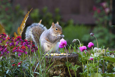Close-up of squirrel feeding among flowers