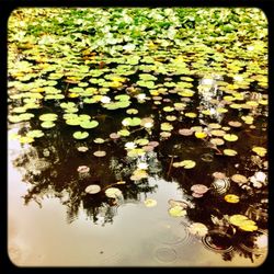 Leaves floating on water