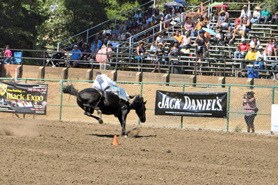 View of horses on floor