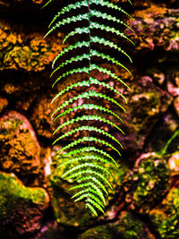 Close-up of moss growing on tree trunk