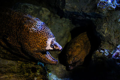Fish swimming in sea