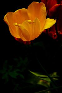 Close-up of yellow rose flower