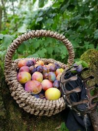 Plums into basket